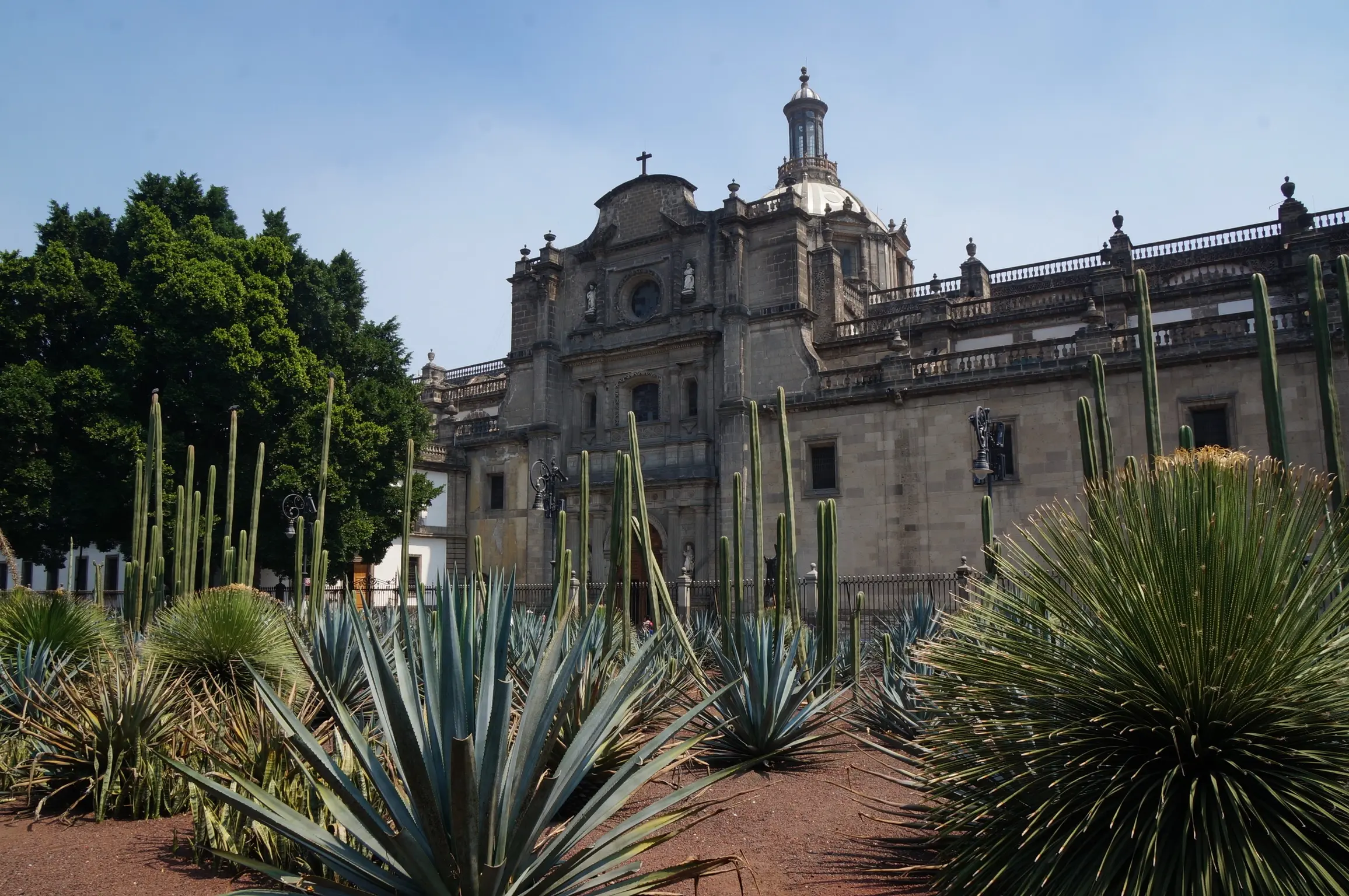 A great stone catedral stands in the background with a main tower or spire at the top. In the foreground is a brown dirt ground with manicured cacti and other succlents growing. On the left is a large, lush green tree.
