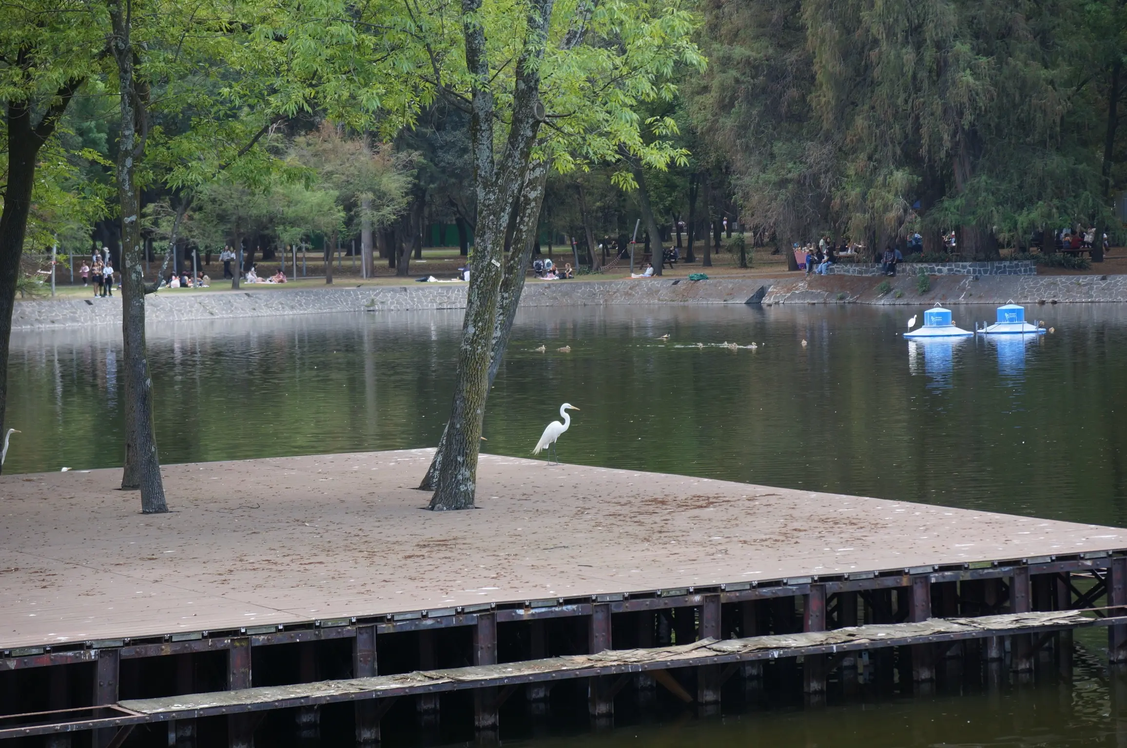 A white medium-sized bird perches on the edge of a platform next to a lake.