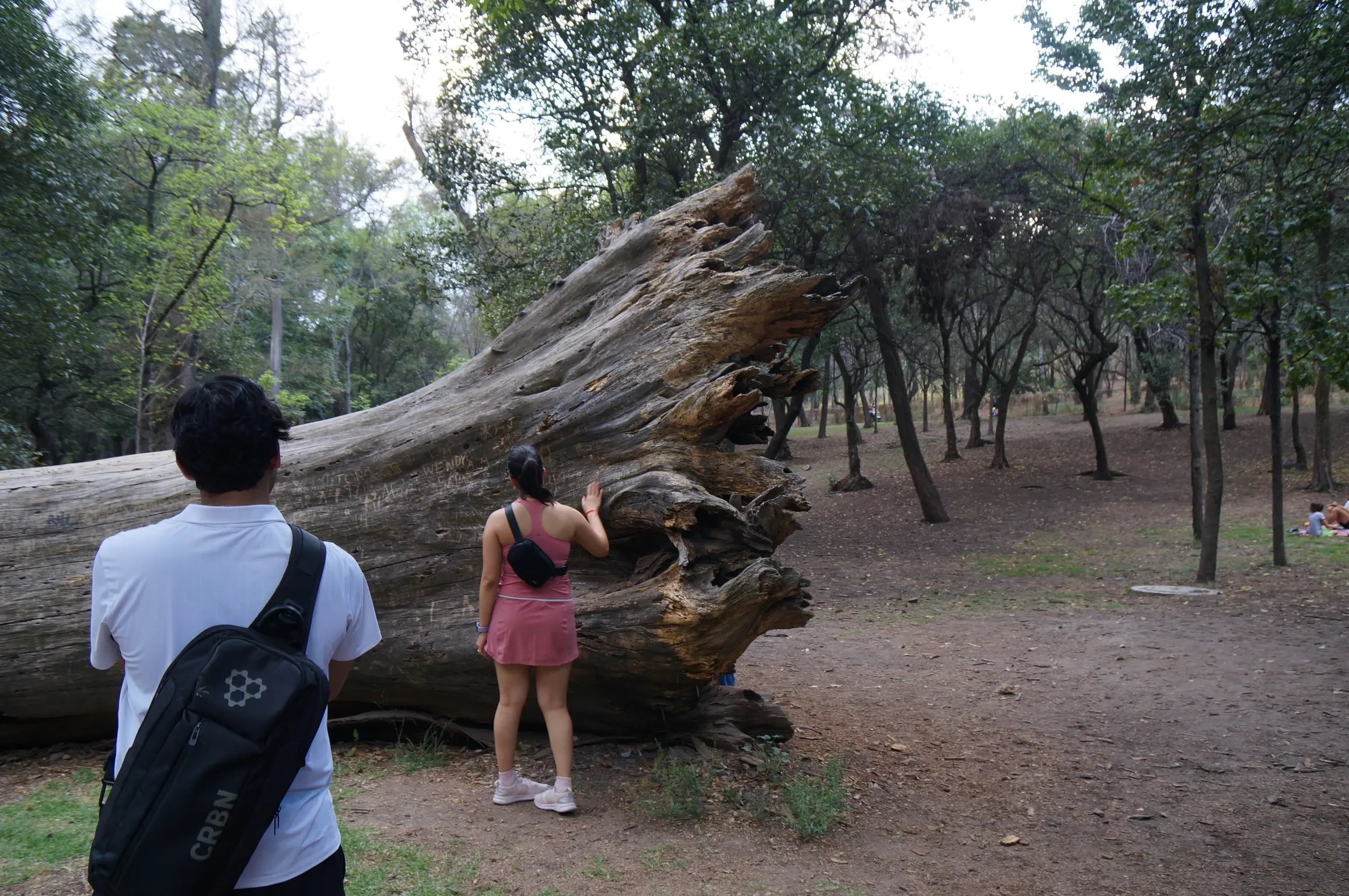 A man with black hair in a white shirt, with a black bag slung over his back and a woman in a pink dress with a black bag slung over her back look at a massive overturned tree stump, with their backs turned to the camera.